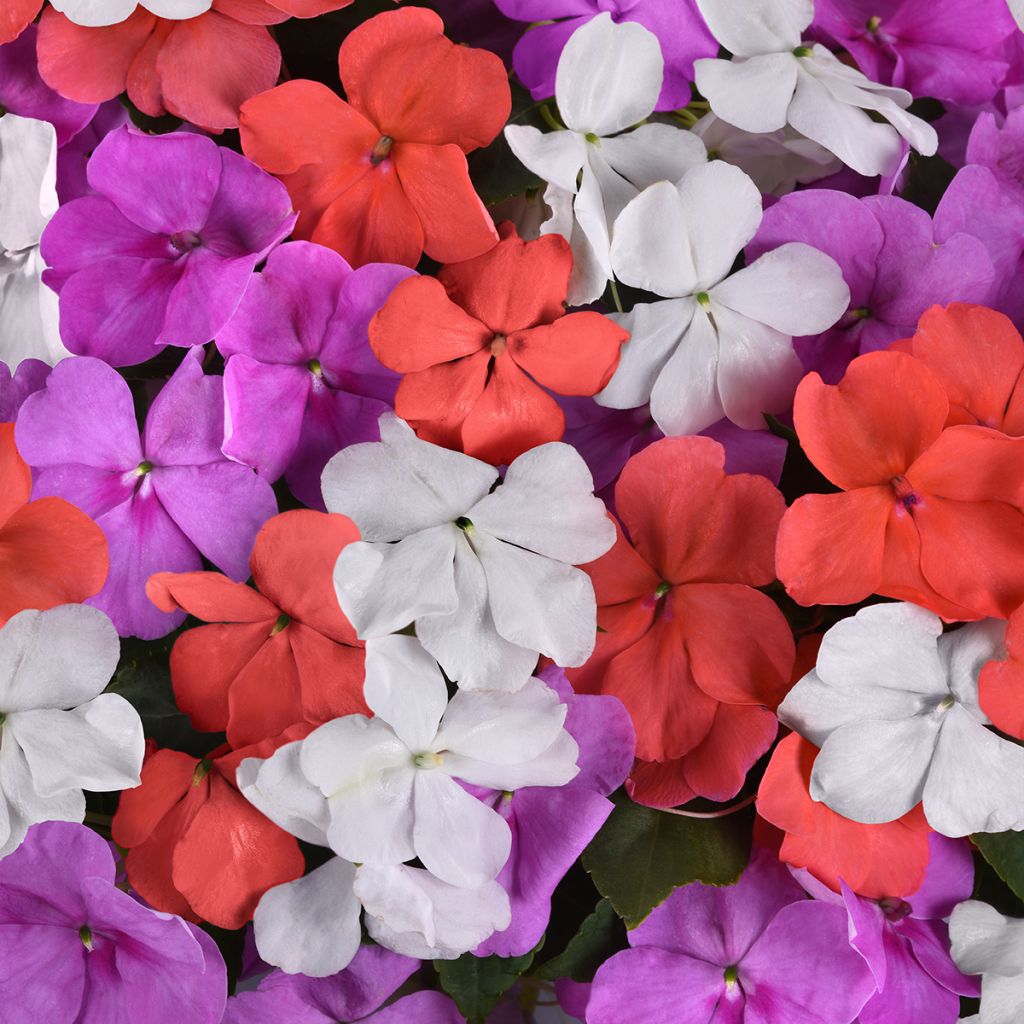 Impatiens Pearl Island Mix - Busy Lizzie seeds
