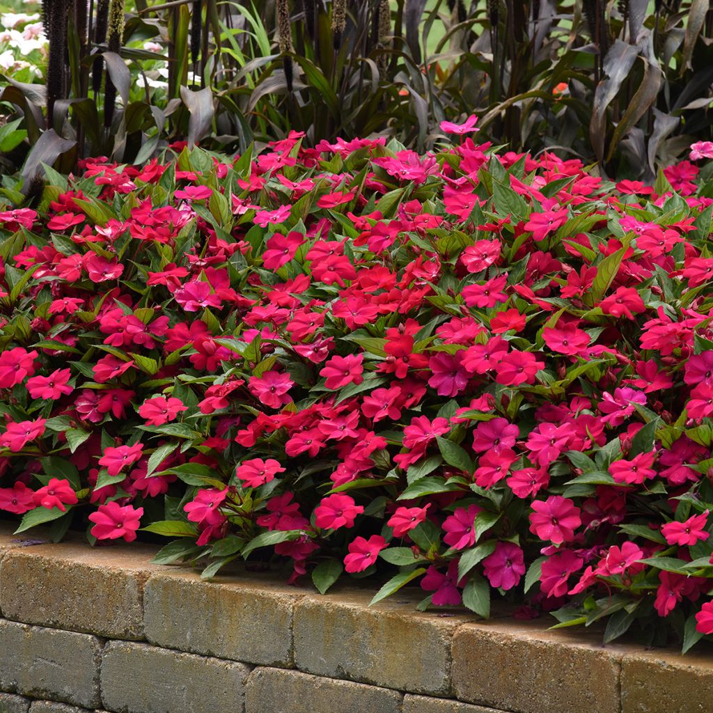 Impatiens Solarscape Magenta Bliss seeds - Interspecific Impatiens