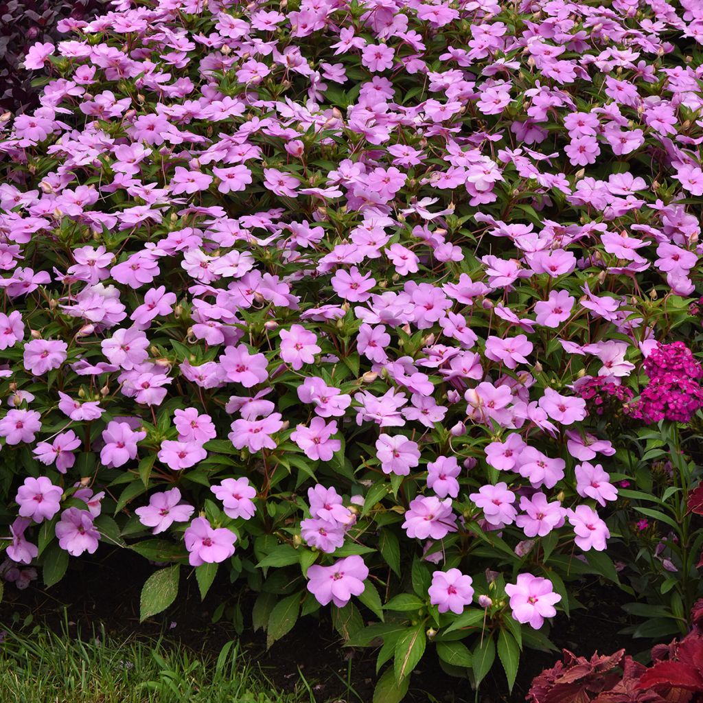 Impatiens XL Lilac Spark - Busy Lizzie seeds