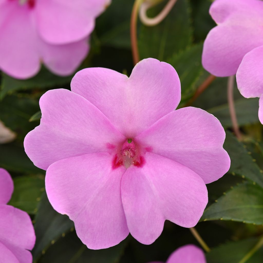Impatiens XL Lilac Spark - Busy Lizzie seeds