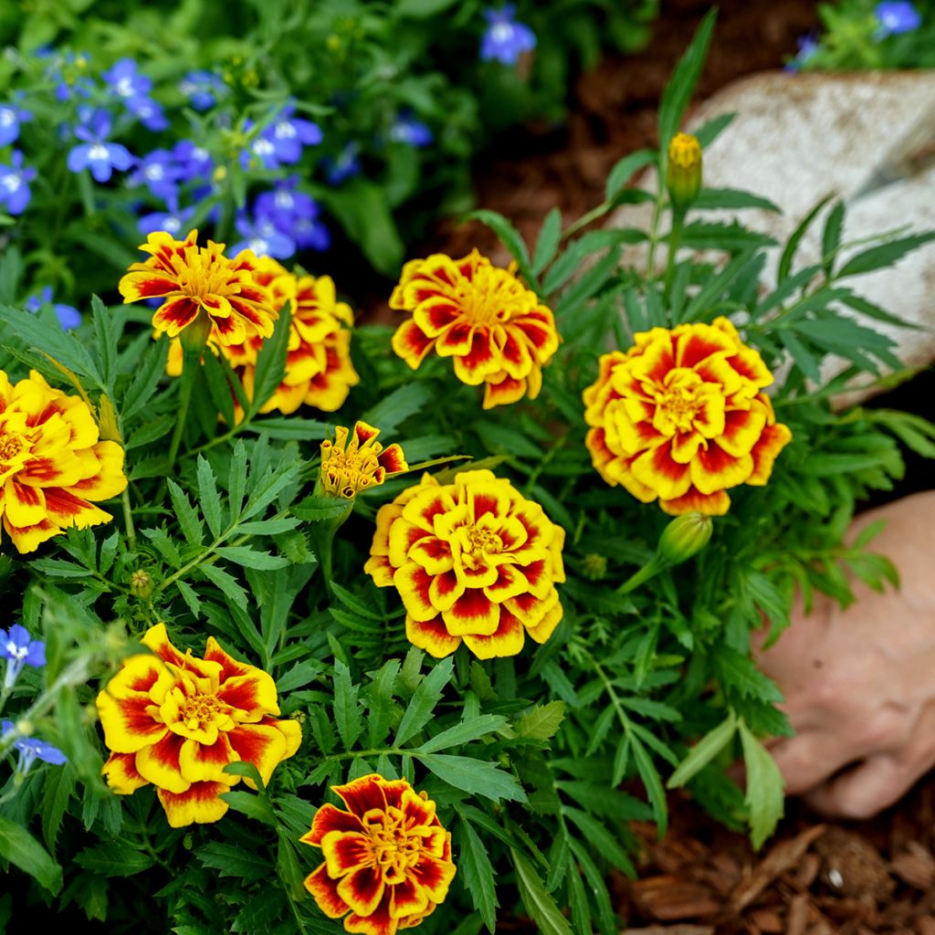 African Marigold Mango Tango seeds - Tagetes erecta