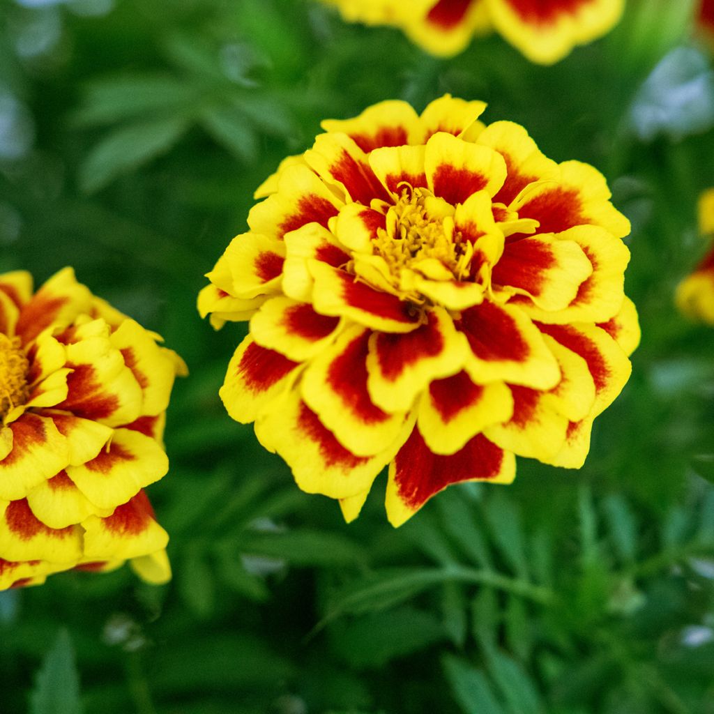 African Marigold Mango Tango seeds - Tagetes erecta