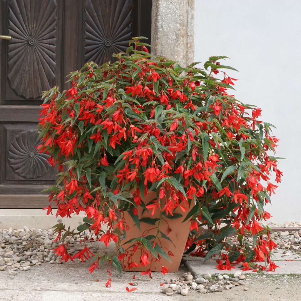 Begonia boliviensis Copacabana Red coated seeds