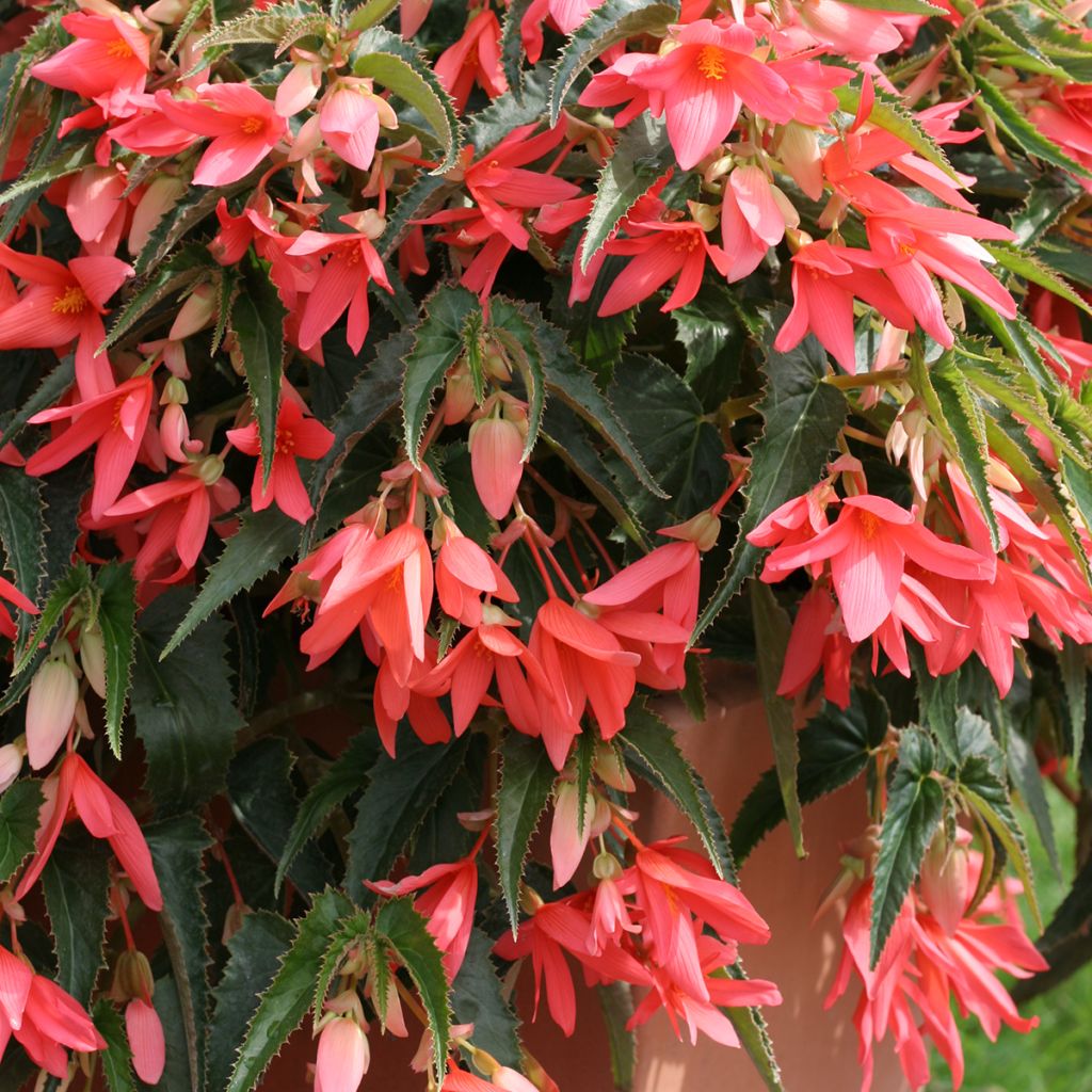 Begonia boliviensis Copacabana Salmon coated seeds