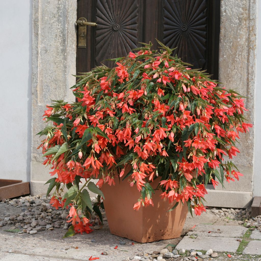 Begonia boliviensis Copacabana Salmon coated seeds