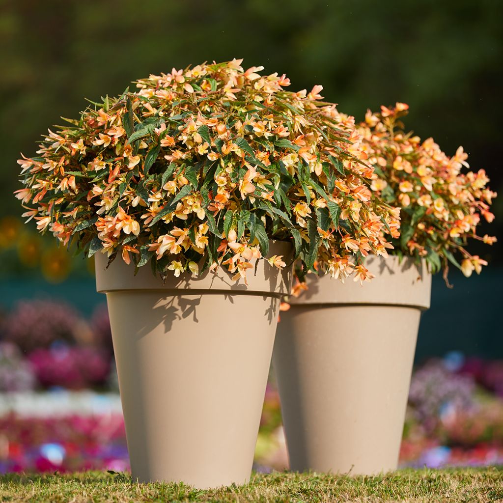 Begonia boliviensis Copacabana Tricolour coated seeds