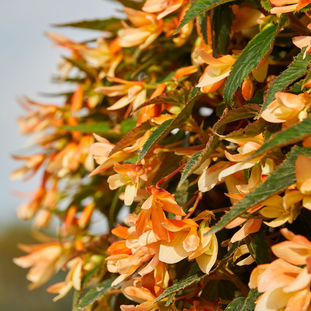 Begonia boliviensis Copacabana Tricolour coated seeds