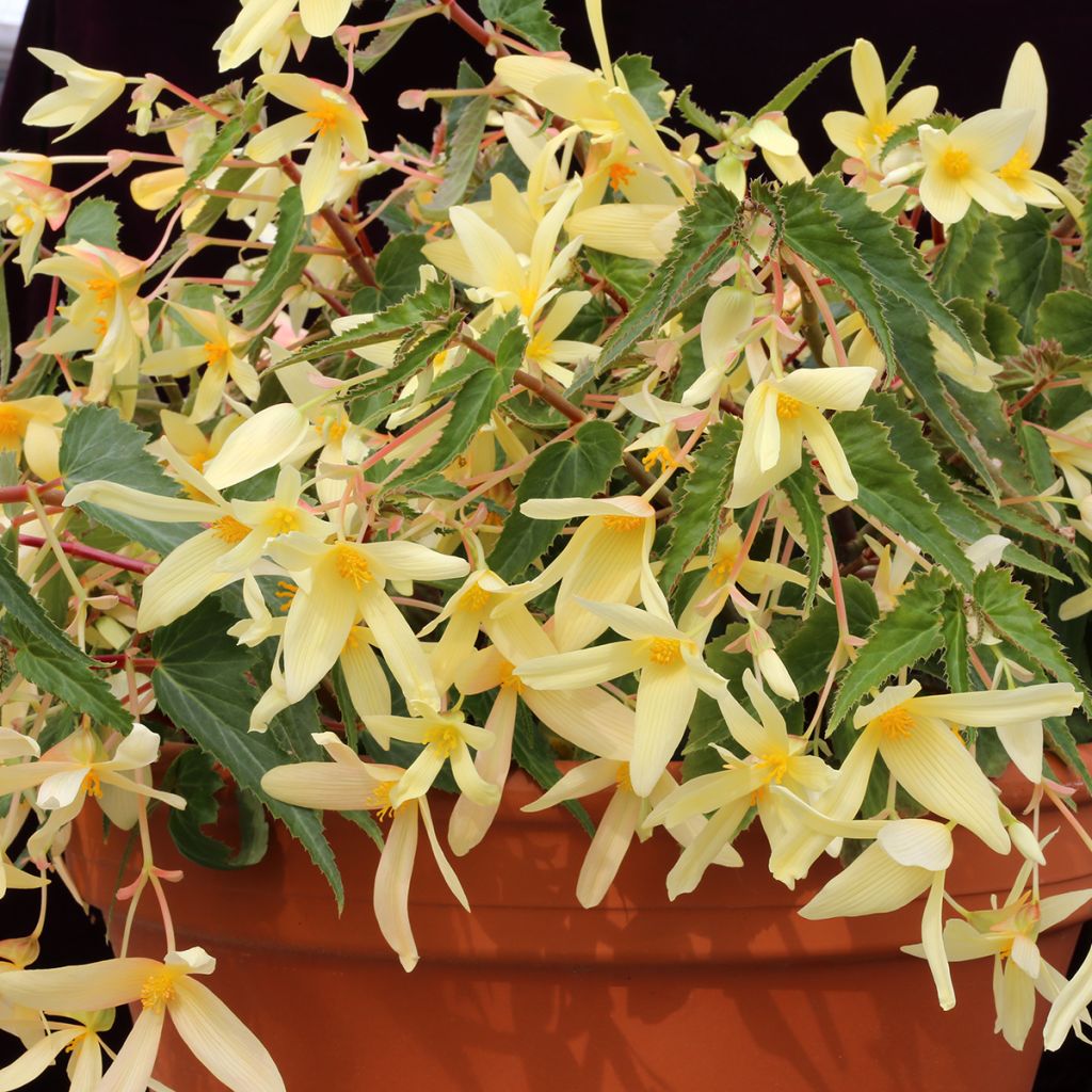 Begonia boliviensis Copacabana Yellow coated seeds