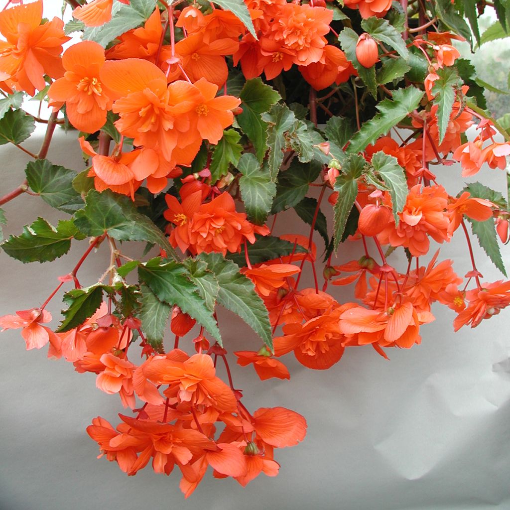 Begonia Chanson Salmon - Trailing tuberous begonia