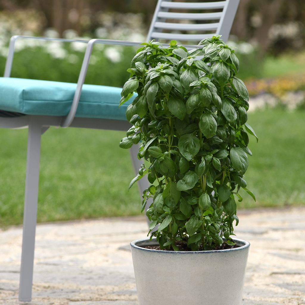 Basil Everleaf® Emerald Tower