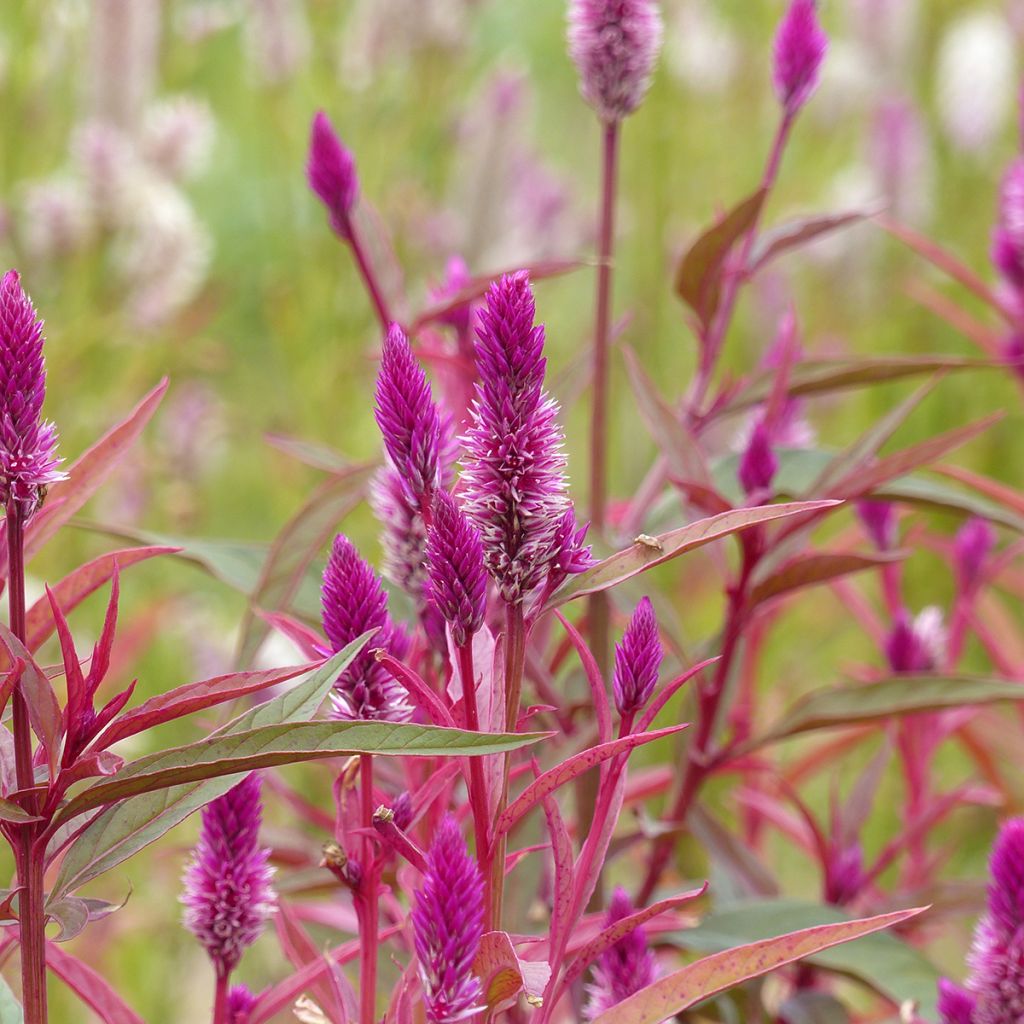 Celosia argentea Flamingo Purple- Silver cock's combseeds