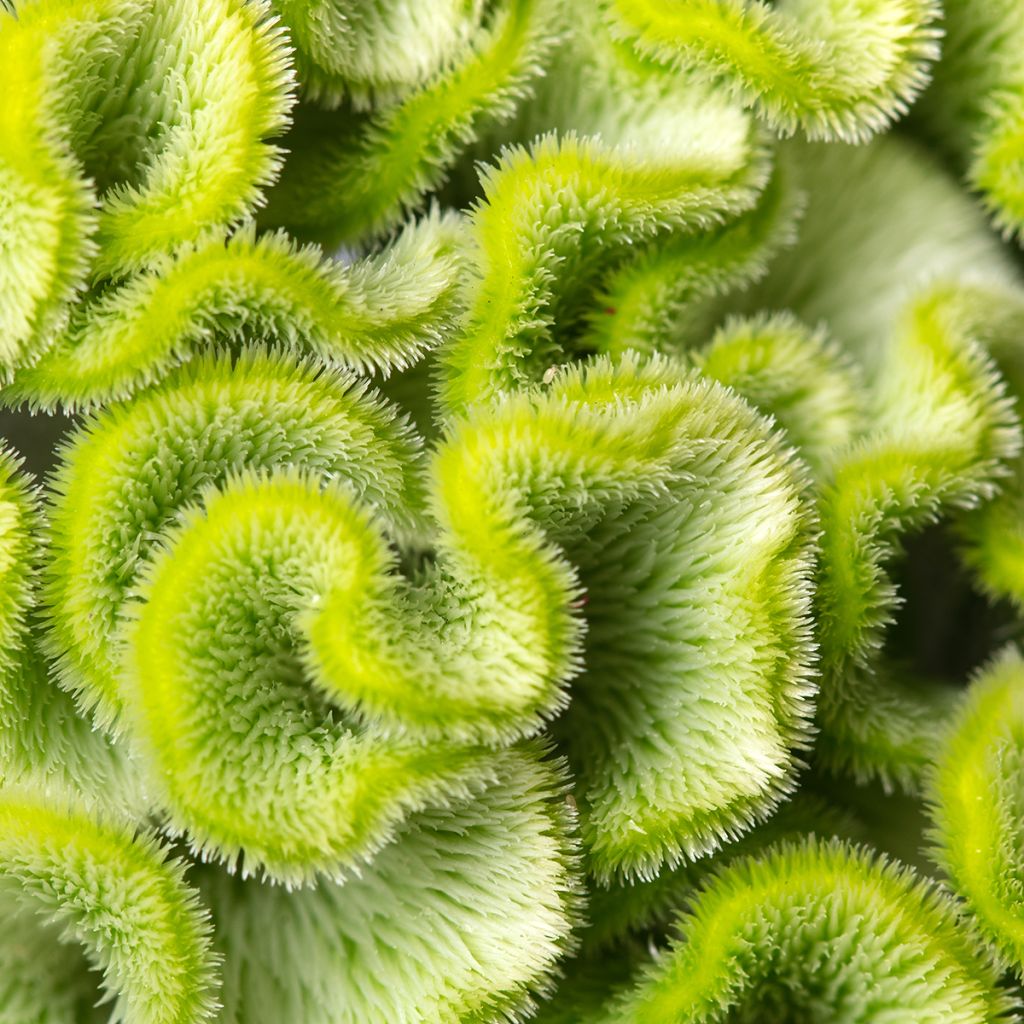 Celosia cristata Act Verda seeds - Crested Cock's-comb
