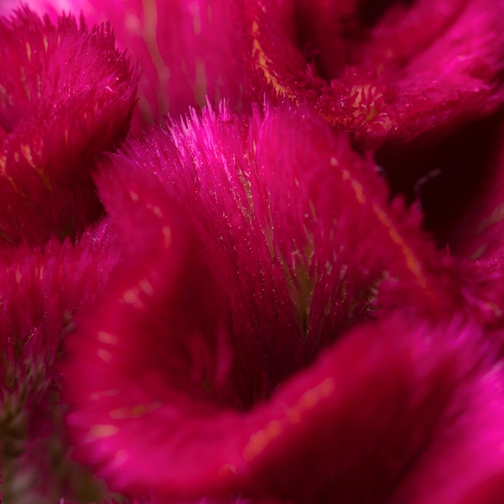 Celosia cristata Bar Bora seeds - Crested Cock's-comb