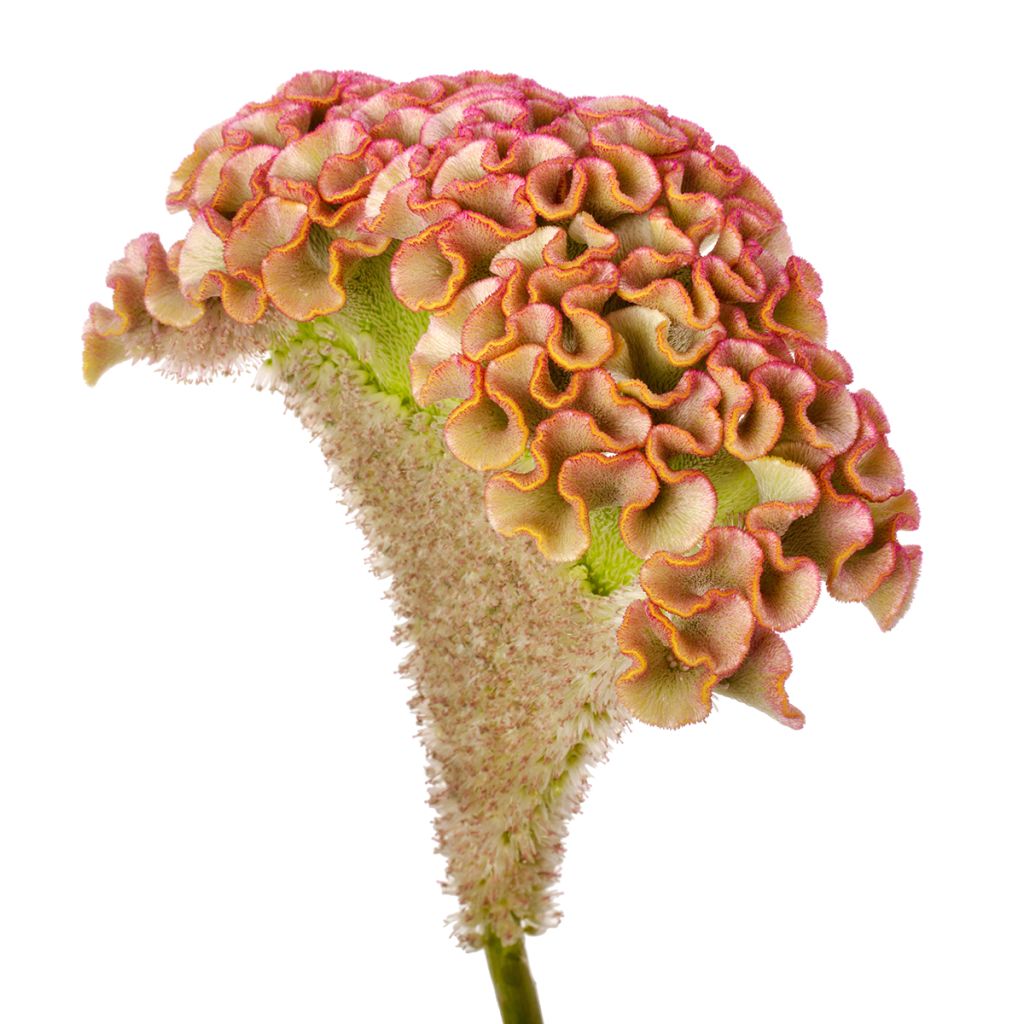 Celosia cristata Bar Bossa seeds - Crested Cock's-comb