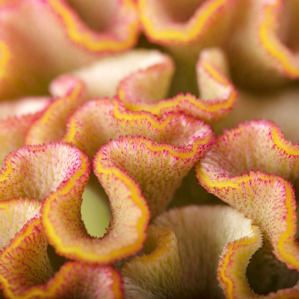 Celosia cristata Bar Bossa seeds - Crested Cock's-comb