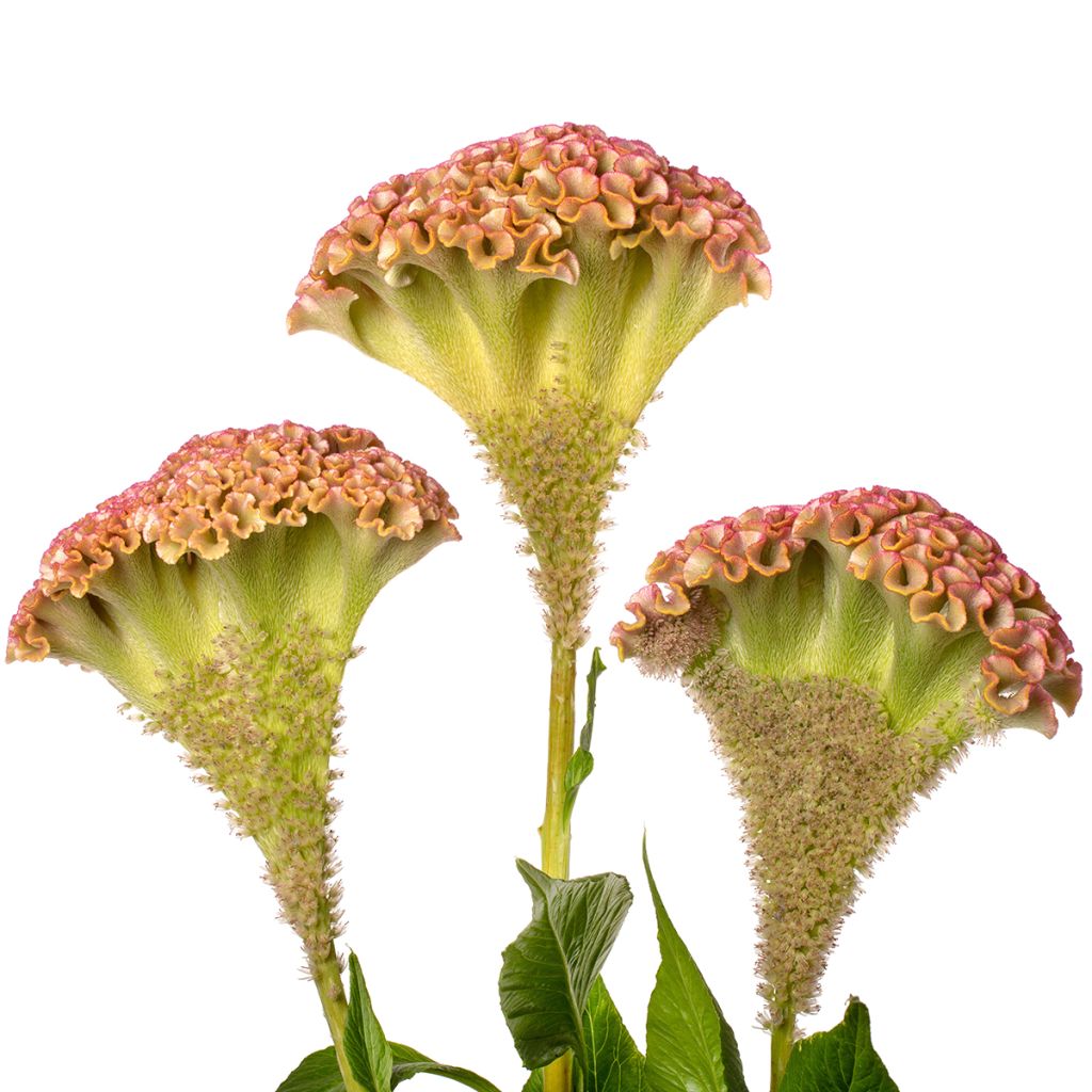 Celosia cristata Bar Bossa seeds - Crested Cock's-comb