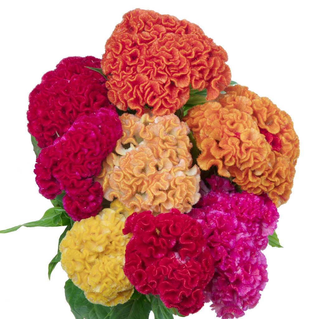 Celosia cristata Captain Mix' seeds - Crested Cock's-comb