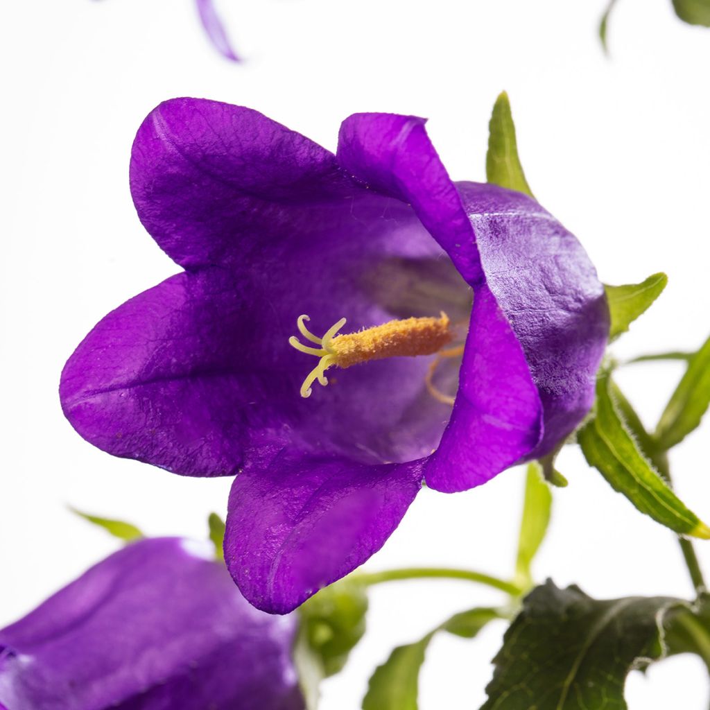 Campanula medium Big Ben Deep Blue coated seeds - Canterbury bells
