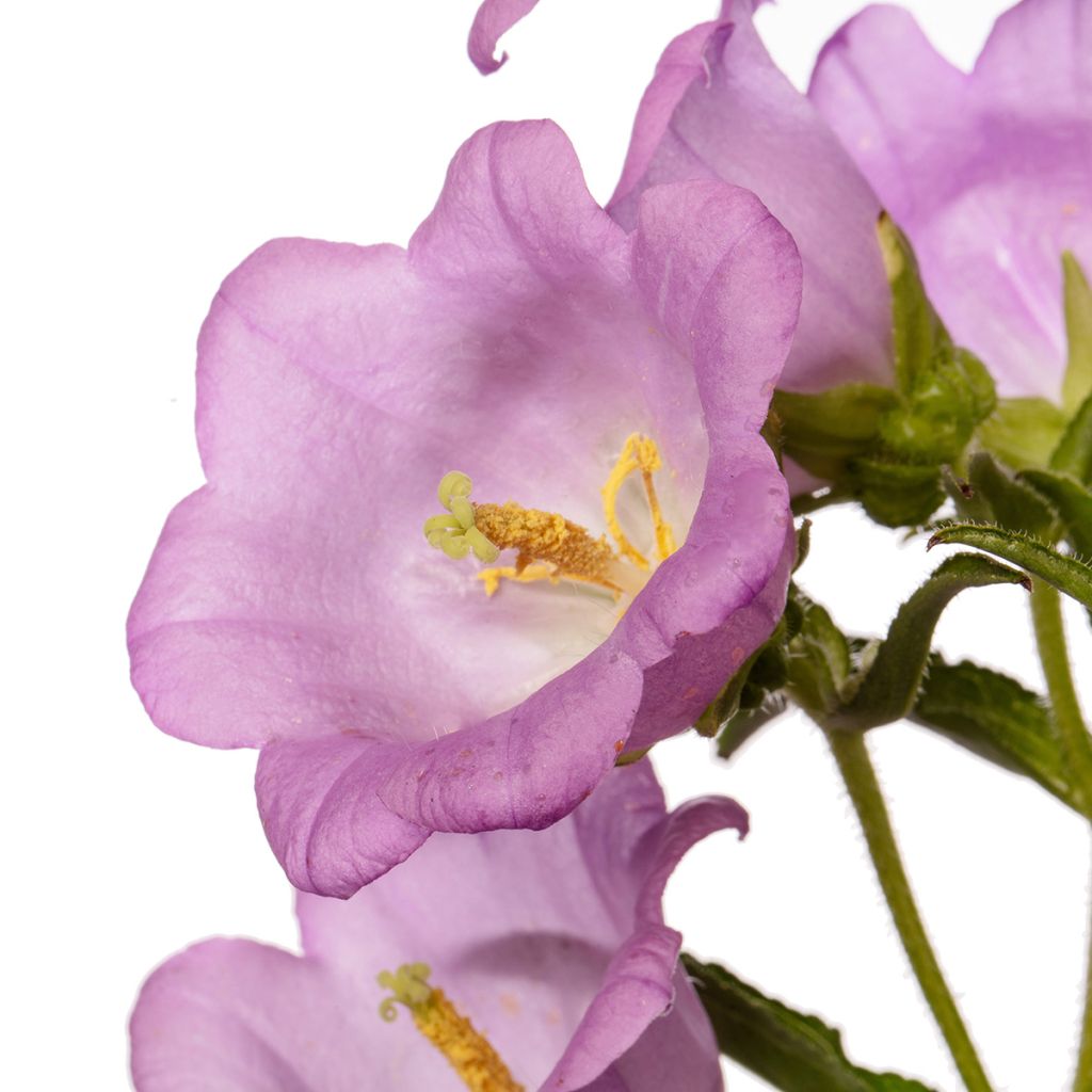 Campanula medium Big Ben Lavender coated seeds - Canterbury bells
