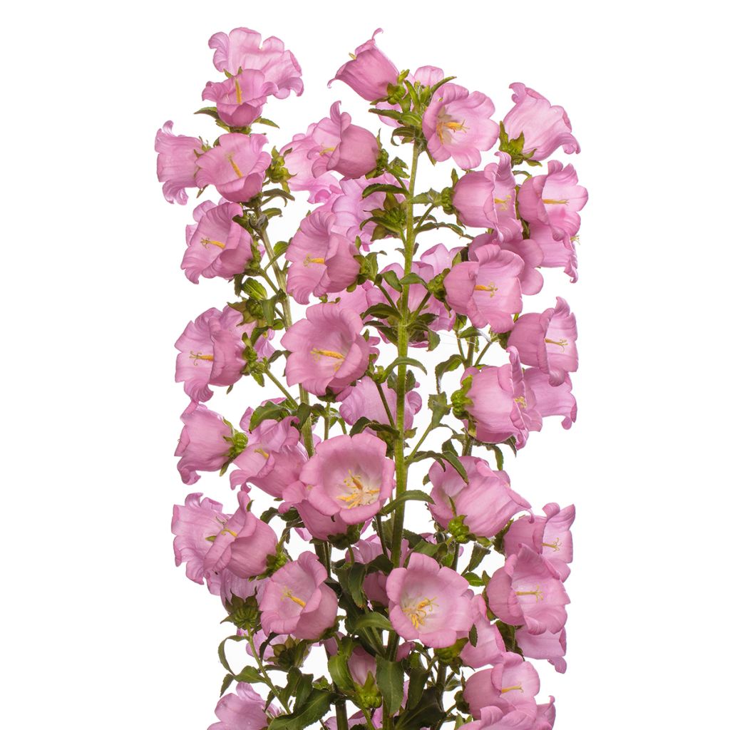 Campanula medium Big Ben Pink coated seeds - Canterbury bells