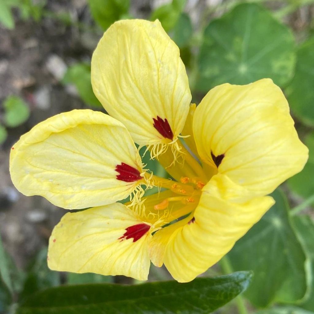 Tropaeolum majus Cream Troika - Nasturtium Seeds