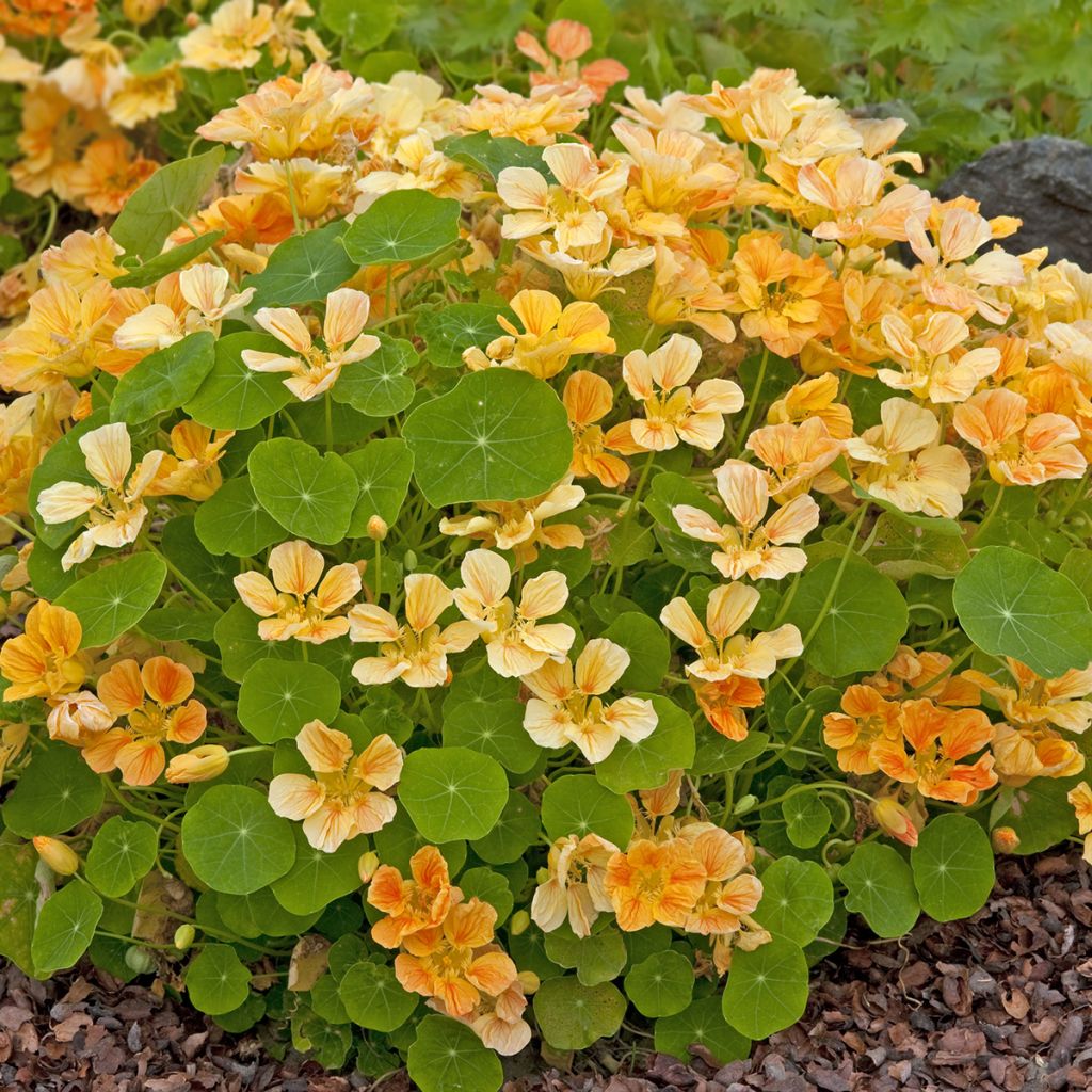 Tropaeolum major Whirlybird Apricot seeds - Nasturtium