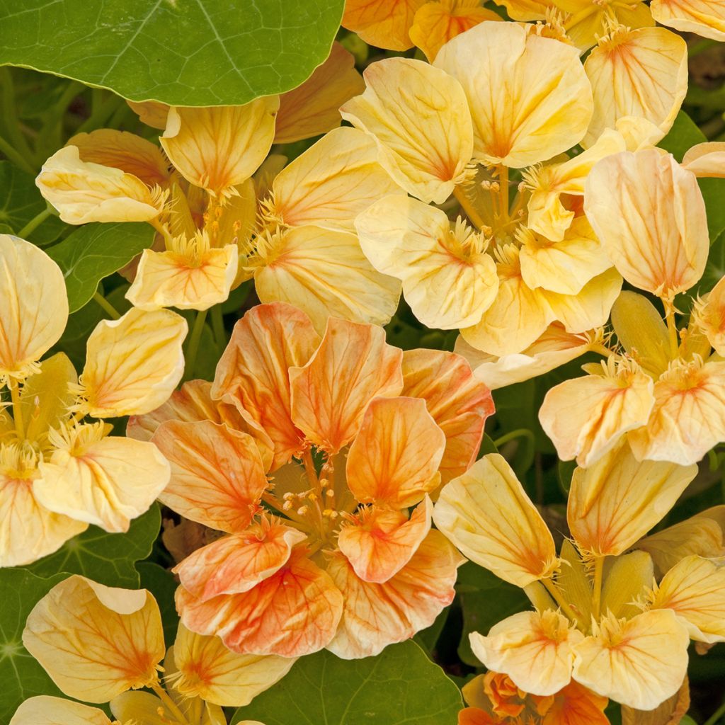 Tropaeolum major Whirlybird Apricot seeds - Nasturtium