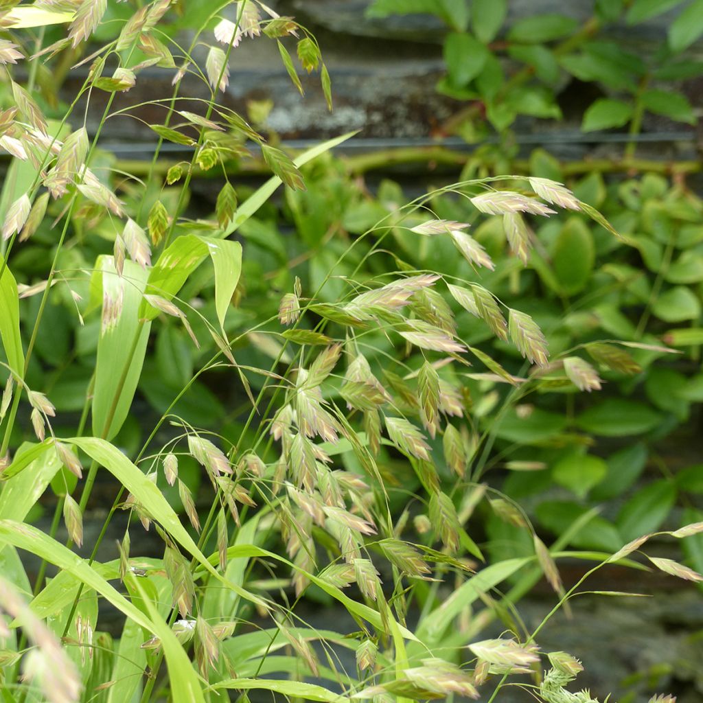 Chasmanthium latifolium seeds - Northern sea oats