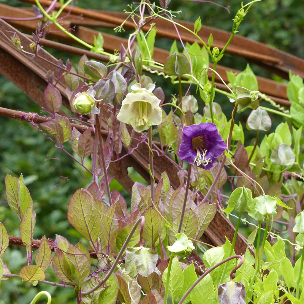 Cobaea scandens Blue and White Mix seeds - Cup and saucer vine