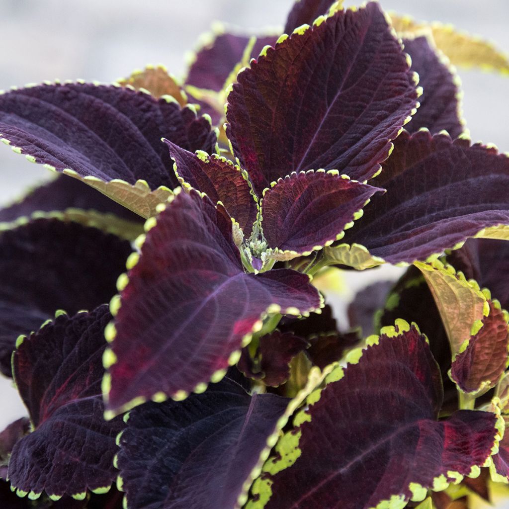Solenostemon scutellaroides Mezmerize®​ Chocolate Lime Edge seeds - Coleus