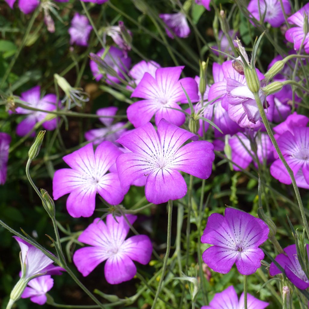 Corncockle Purple Queen Seeds - Agrostemma githago