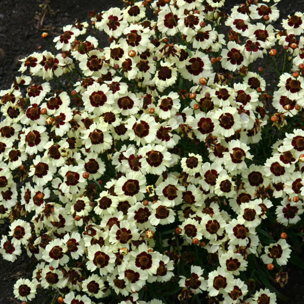 Coreopsis tinctoria Corusco Cream-Red seeds - Plains Coreopsis