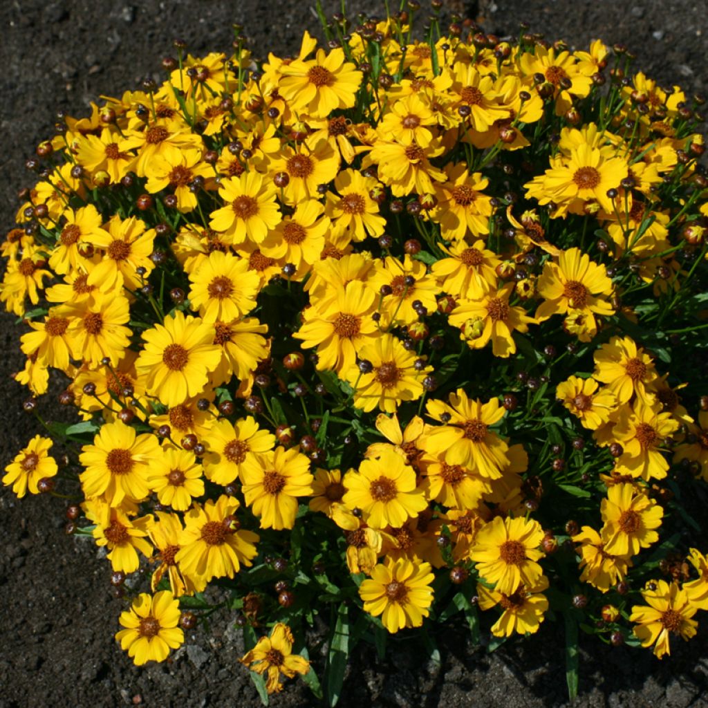 Coreopsis tinctoria Corusco Gold seeds - Plains coreopsis