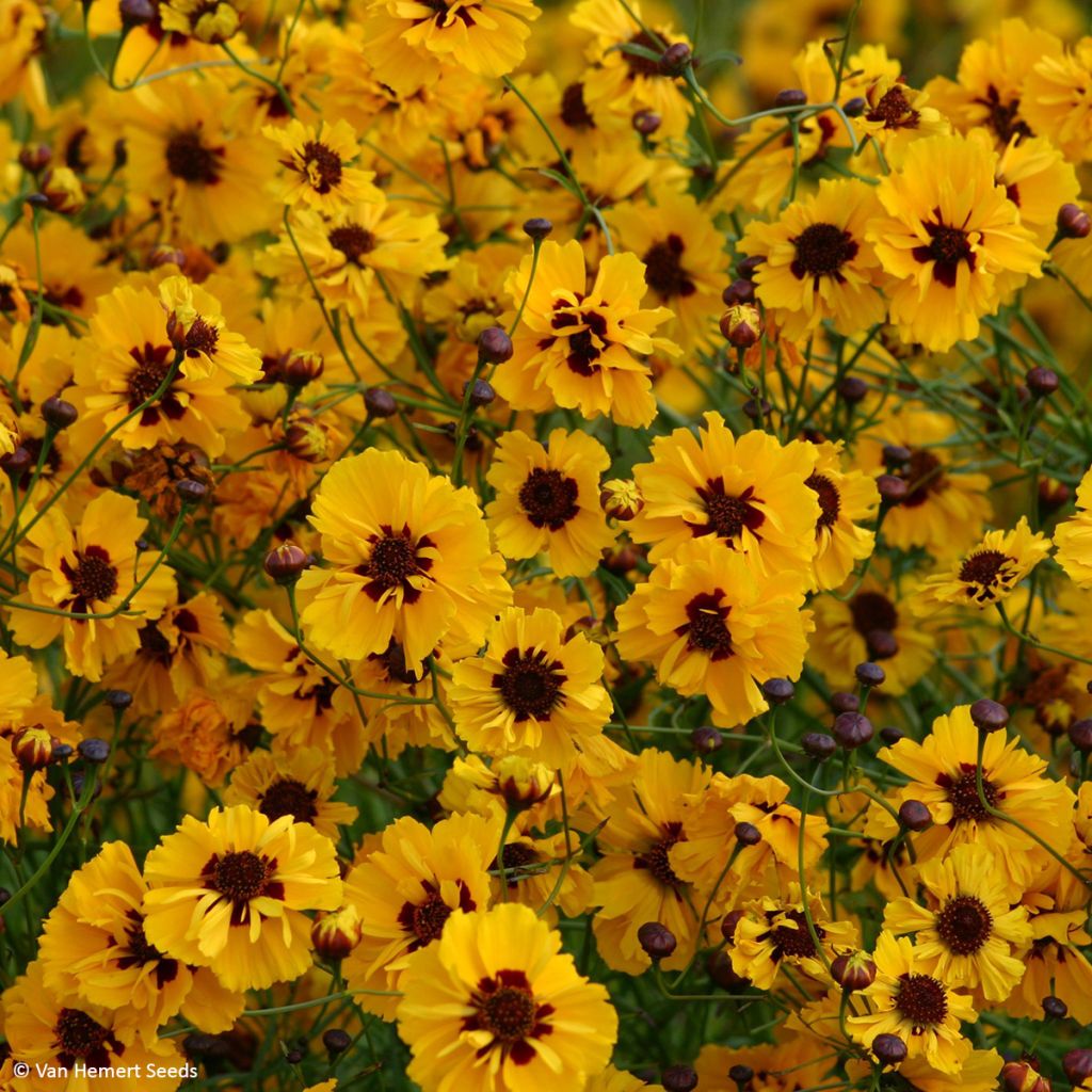 Coreopsis Roulette Seeds - Coreopsis tinctoria