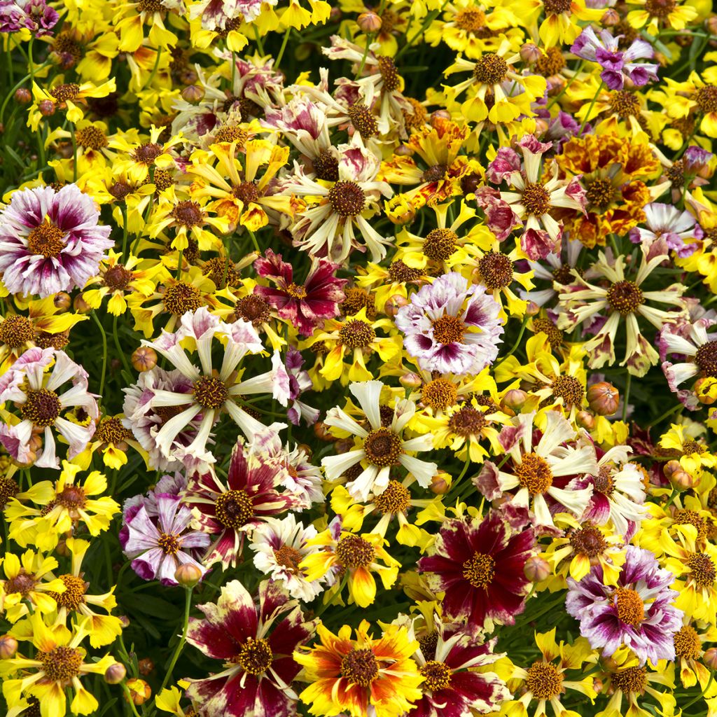 Coreopsis Sea Shells Mix - Tickseed seeds