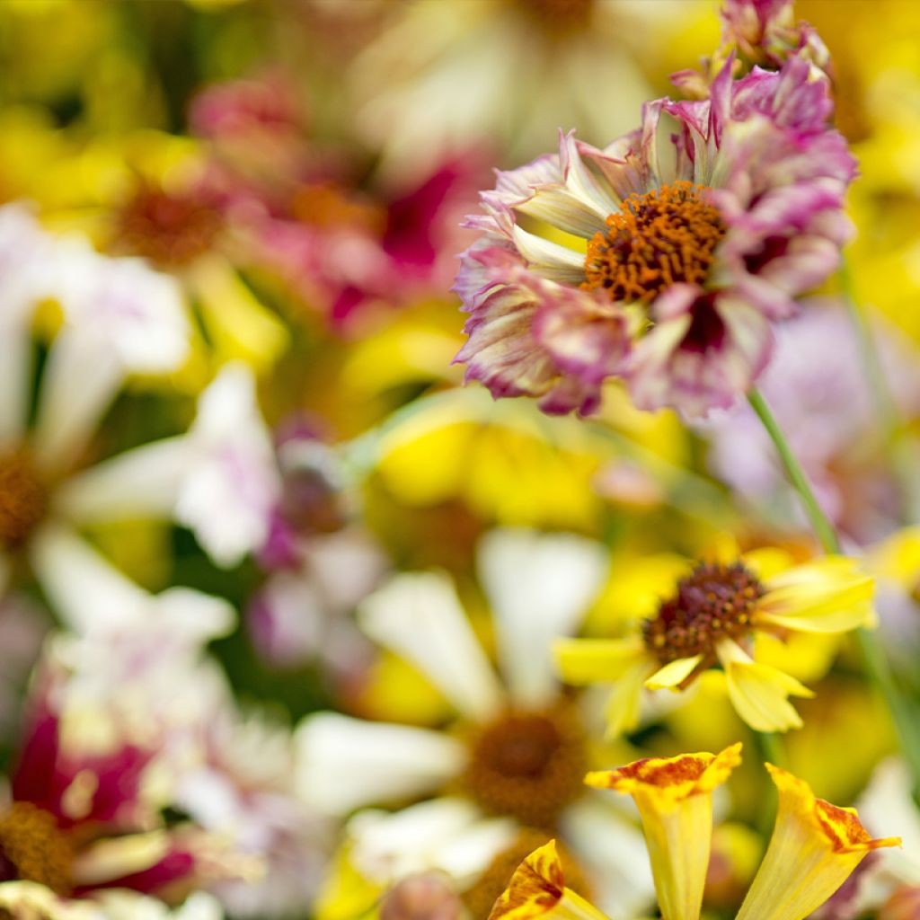 Coreopsis Sea Shells Mix - Tickseed seeds