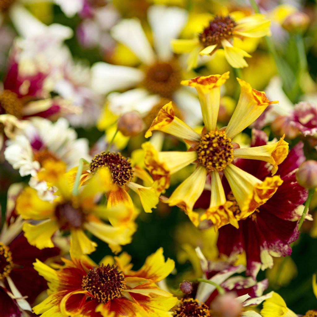 Coreopsis Sea Shells Mix - Tickseed seeds