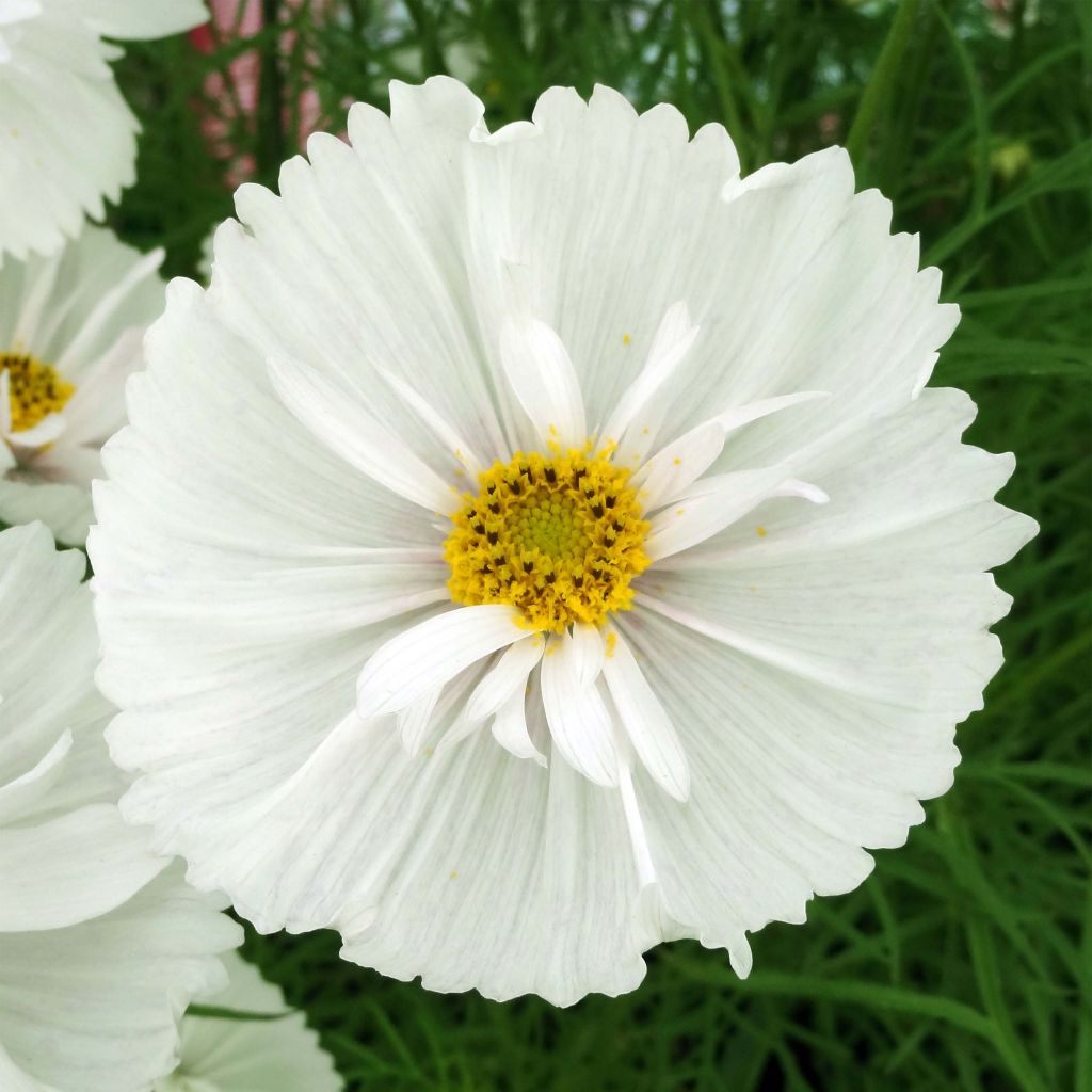 Cosmos Cupcakes White Seeds - Cosmos bipinnatus
