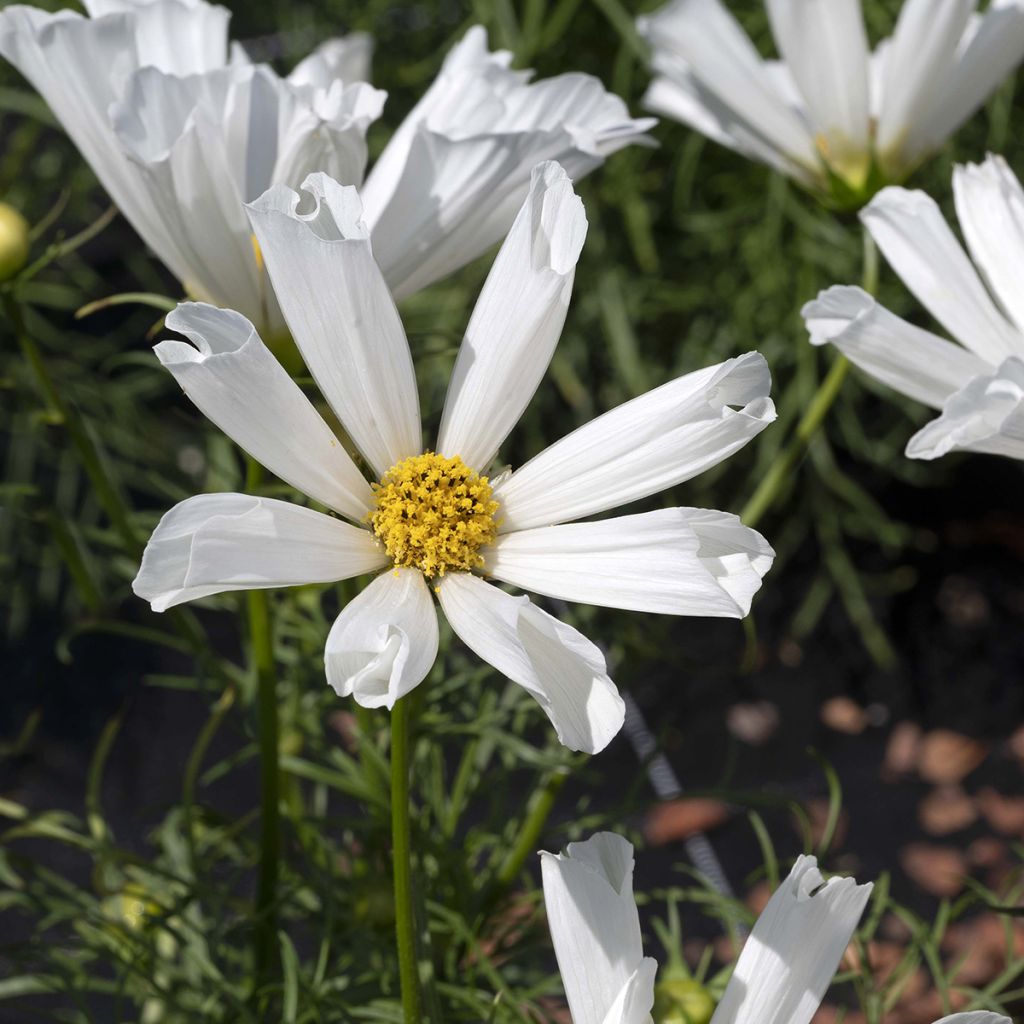 Cosmos Pinwheel White seeds - Cosmos bipinnatus 