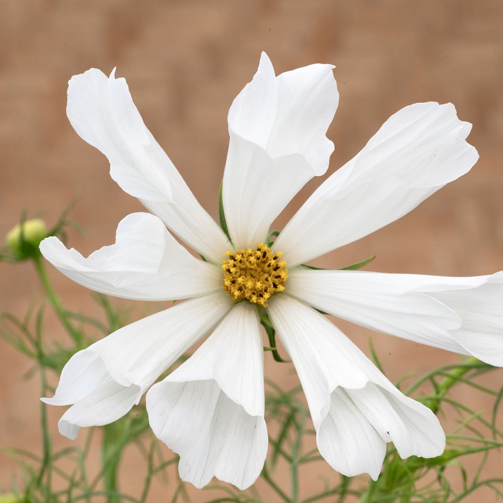 Cosmos Pinwheel White seeds - Cosmos bipinnatus 