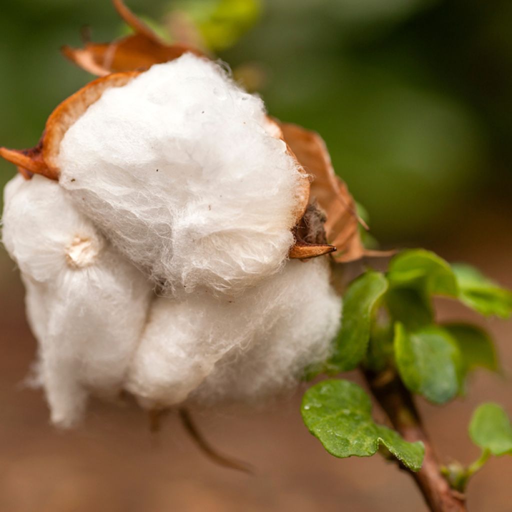 Gossypium herbaceum - Levant cotton