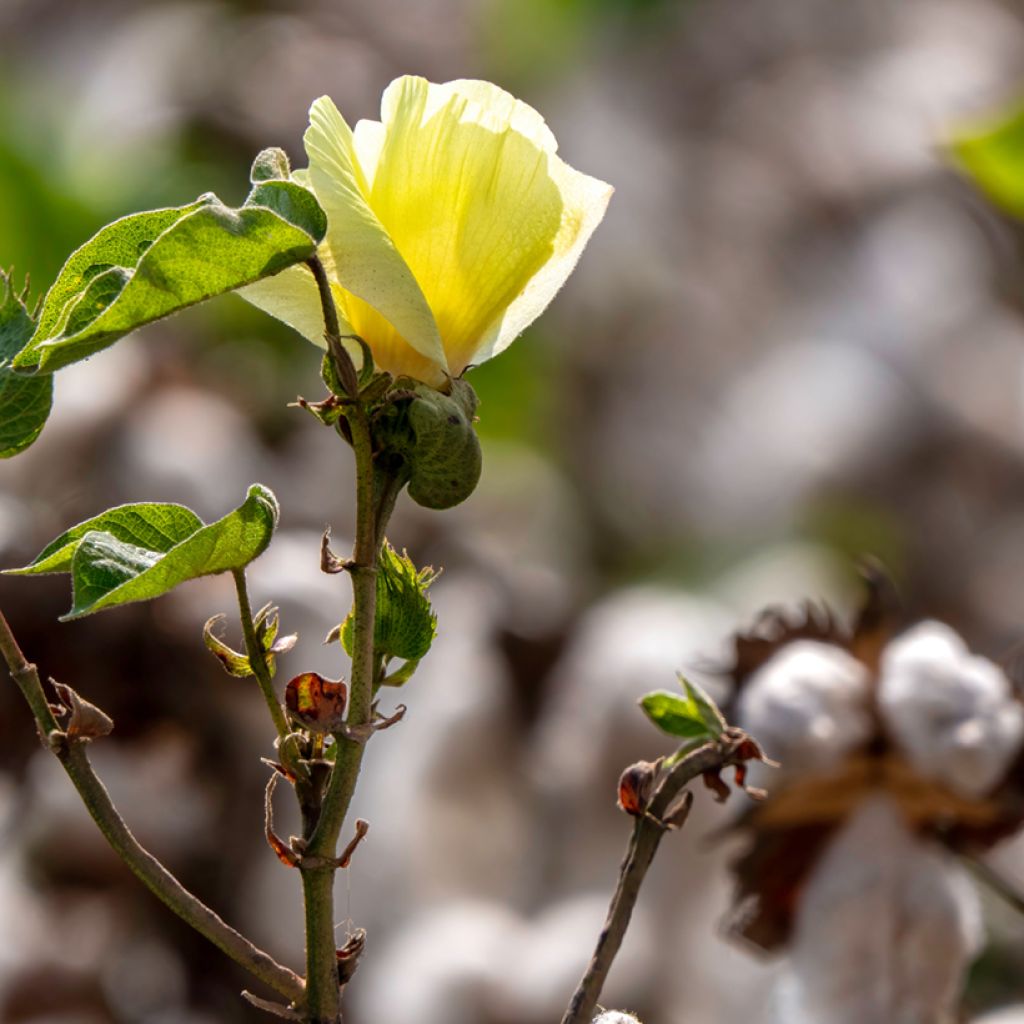 Gossypium herbaceum - Levant cotton