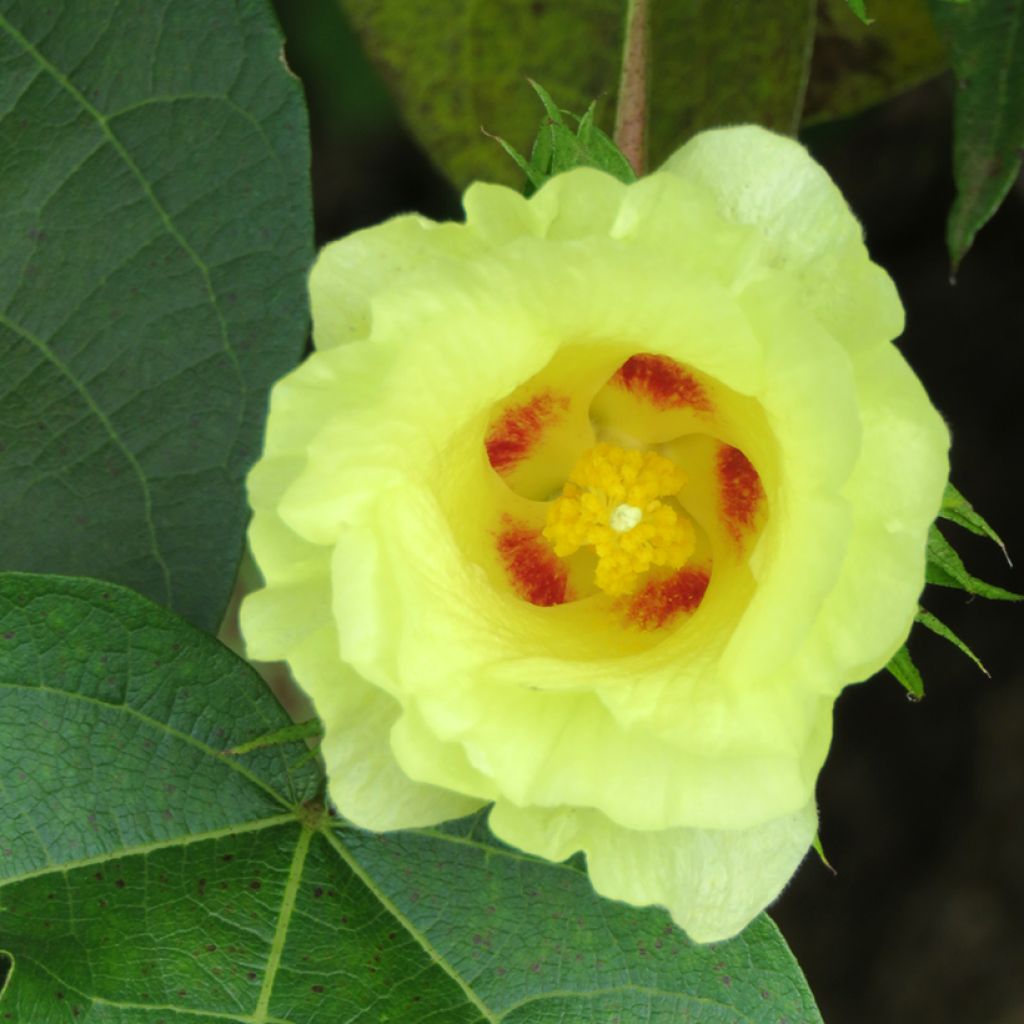 Gossypium herbaceum - Levant cotton