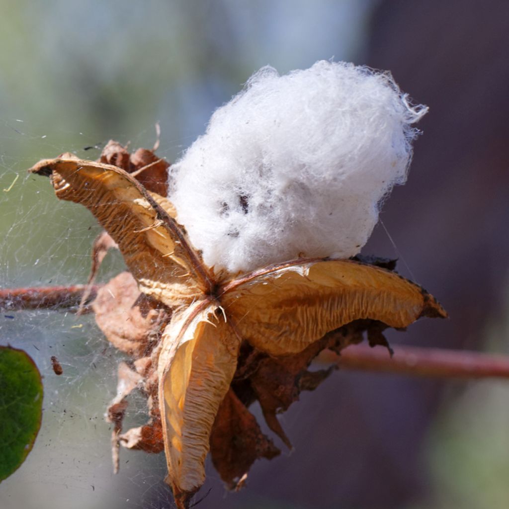 Gossypium herbaceum - Levant cotton