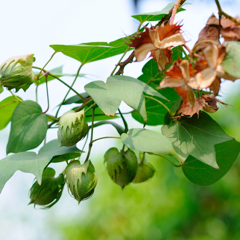 Gossypium herbaceum - Levant cotton