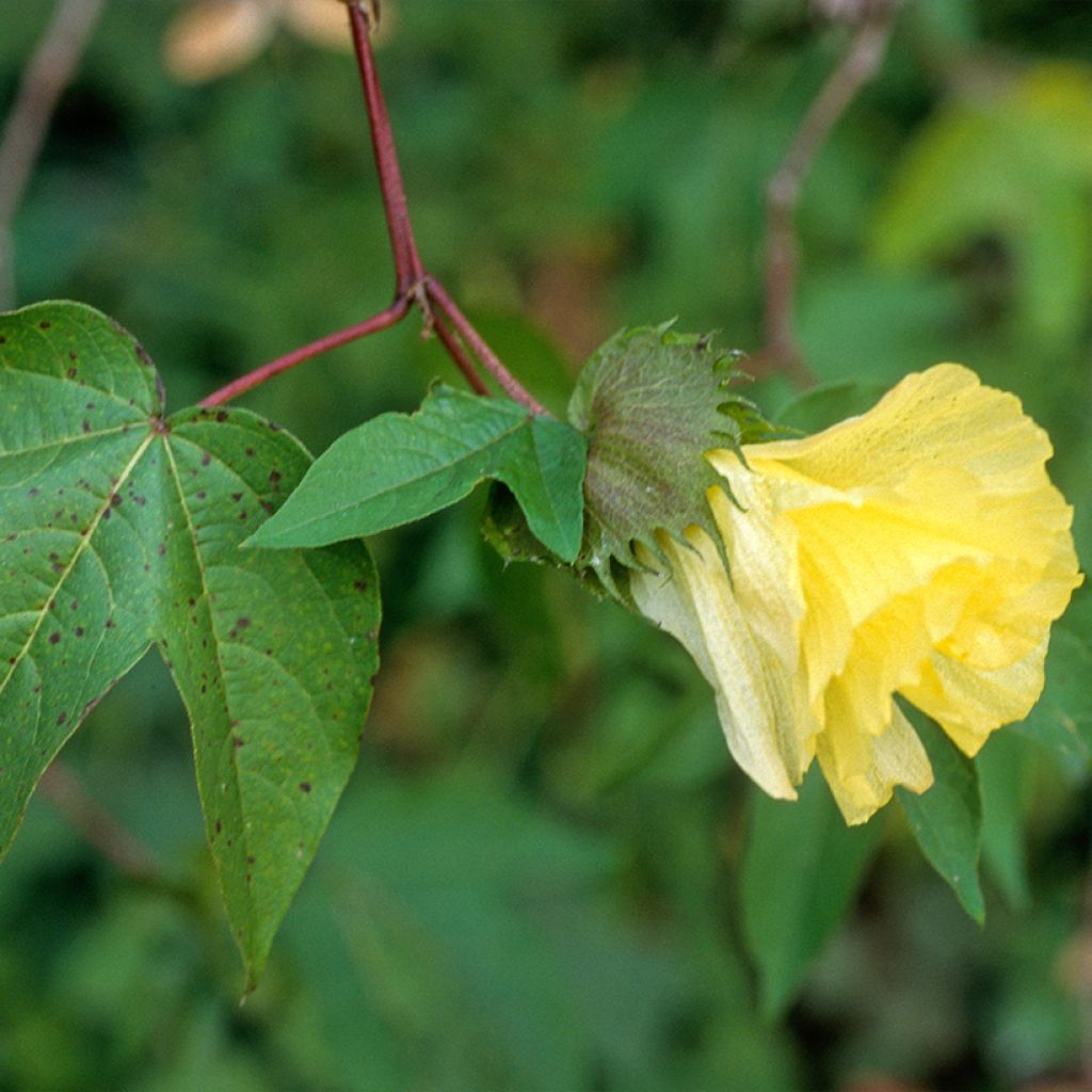 Gossypium herbaceum - Levant cotton
