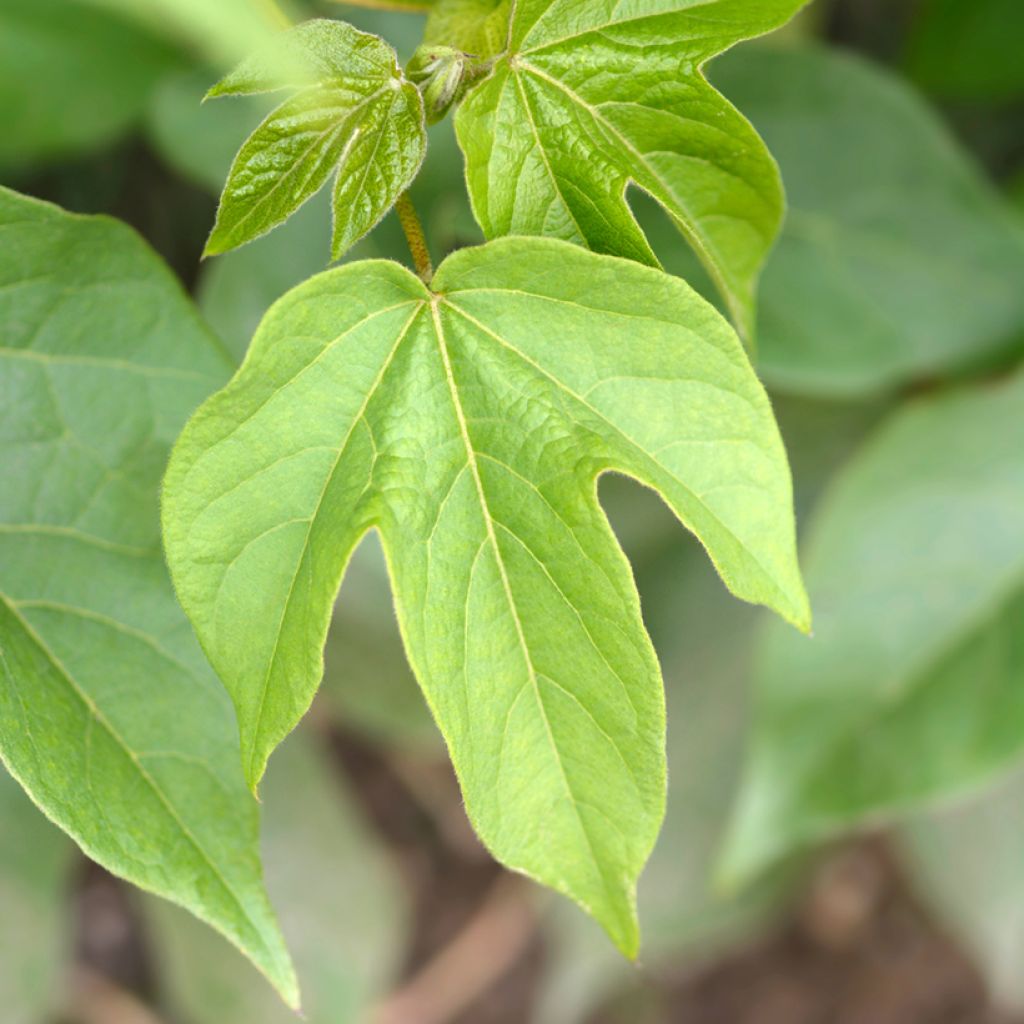 Gossypium herbaceum - Levant cotton