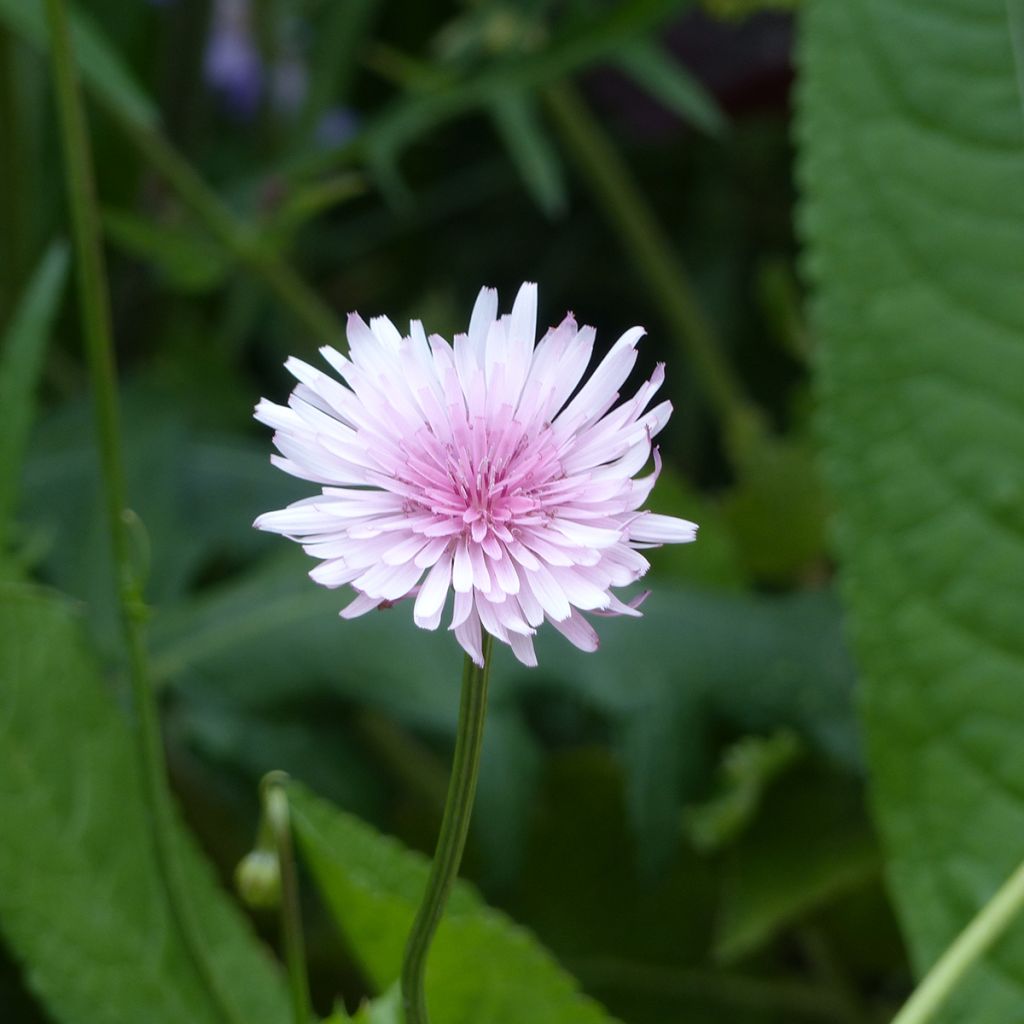 Crepis rubra - Hawk's beard seeds