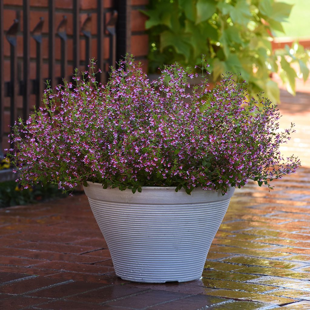 Cuphea ramosissima Pink Shimmer seeds