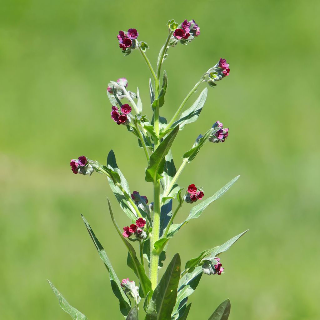 Cynoglossum officinale 